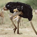 Ostrich 
