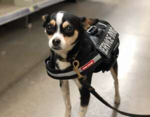 fake service dog 